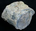 Polished Blue Forest Petrified Wood Limb #6212-2